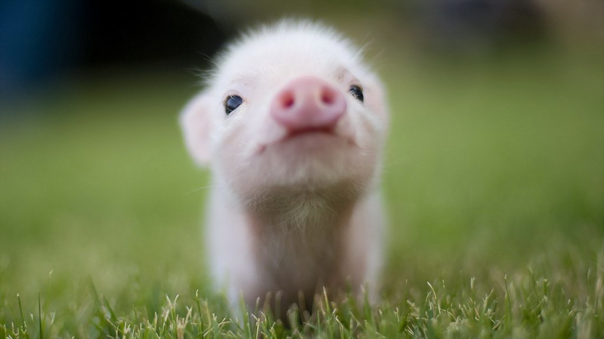 "猪猪"